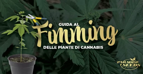 Guida al fimming delle piante di cannabis | 🥇 Paradise Seeds Guida al fimming delle piante di cannabis | 🥇 Paradise Seeds