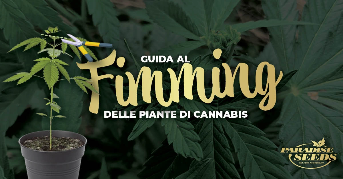 Guida al fimming delle piante di cannabis | Paradise Seeds Webshop
