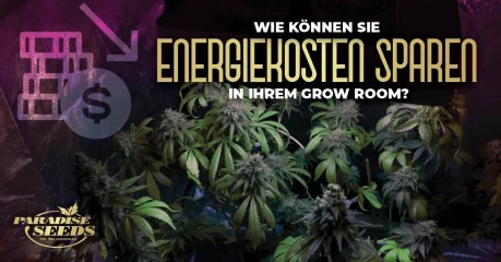 5 Tipps zum Energiesparen in Eurem GrowRoom | 🥇 Paradise Seeds 5 Tipps zum Energiesparen in Eurem GrowRoom | 🥇 Paradise Seeds