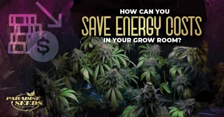 5 Tips to save energy costs in your grow room | 🥇 Paradise Seeds 5 Tips to save energy costs in your grow room | 🥇 Paradise Seeds