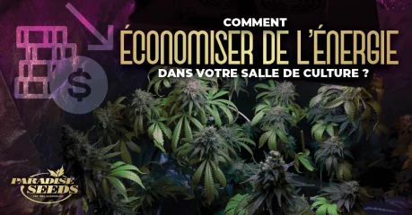 5 Conseils pour Réduire les Coûts Énergétiques de la Grow Room | 🥇 Paradise Seeds 5 Conseils pour Réduire les Coûts Énergétiques de la Grow Room | 🥇 Paradise Seeds