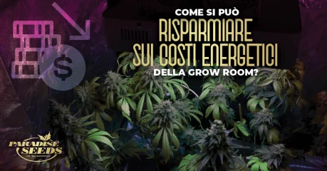 5 consigli per risparmiare sui costi energetici della grow room | 🥇 Paradise Seeds 5 consigli per risparmiare sui costi energetici della grow room | 🥇 Paradise Seeds