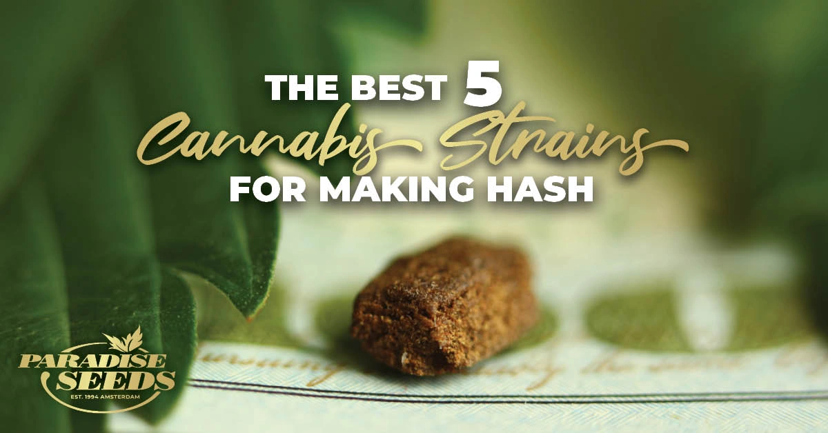The Best 5 Cannabis Strains for Making Hash | Paradise Seeds Webshop