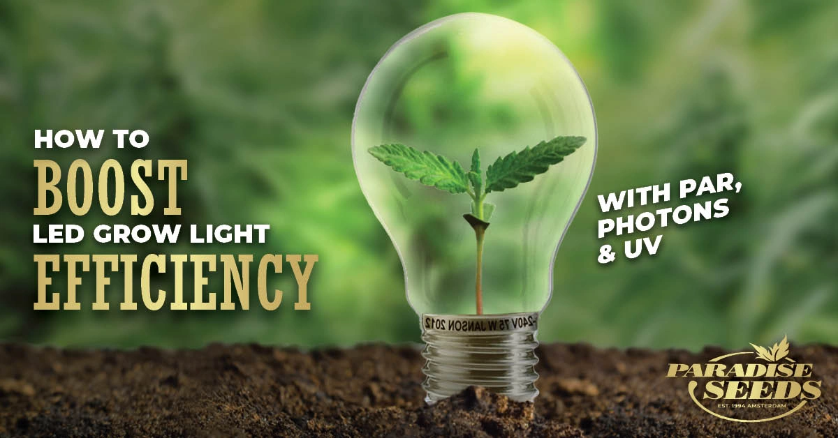 Tips to Increase Efficiency of LED Grow Lights