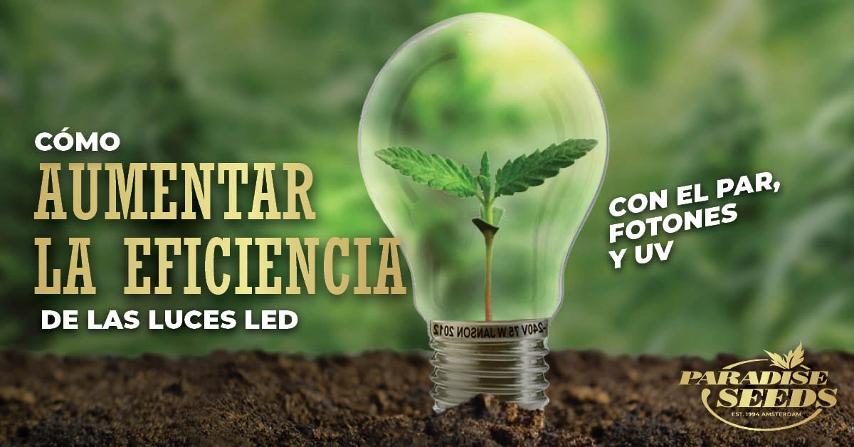 Aumenta la eficiencia de las luces LED para el cultivo con el PAR, los fotones y la luz UV | Paradise Seeds Webshop