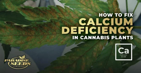 How to Fix Calcium Deficiency In Cannabis Plants