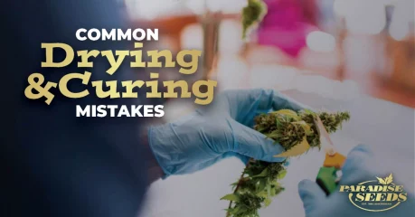 Common Drying and Curing Weed Mistakes
