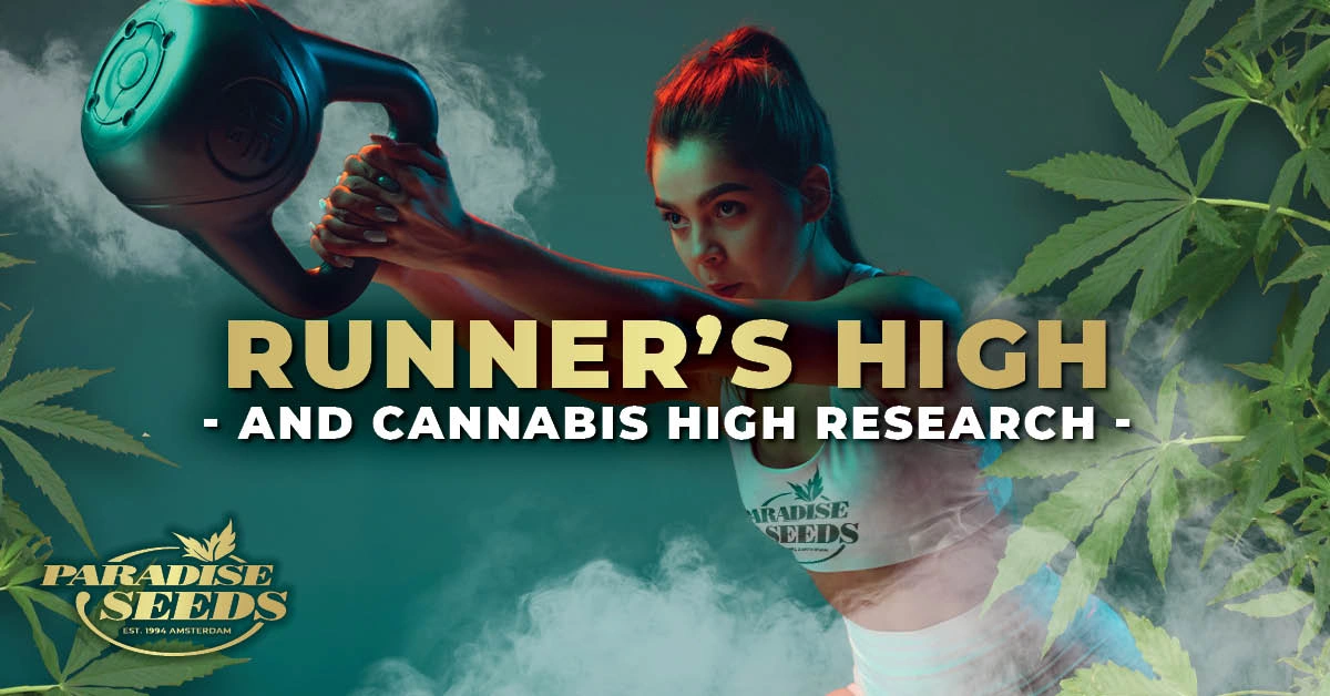 Runner’s High and Cannabis High Research | Paradise Seeds Webshop
