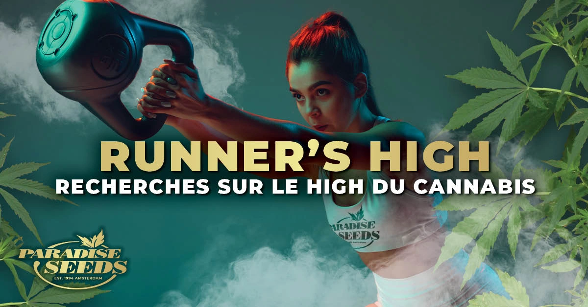 Recherches sur le ‘Runner’s High’ et le High du Cannabis