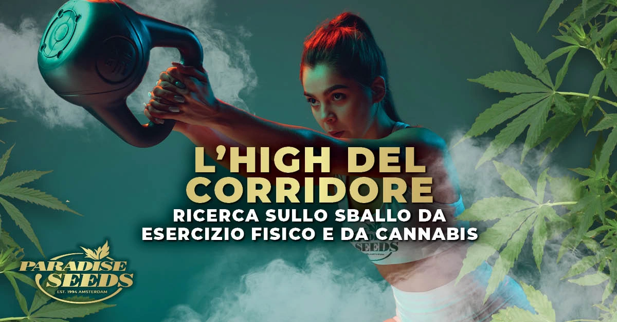 Ricerca sull'" High" da esercizio fisico e sull'"High" da cannabis | Paradise Seeds Webshop