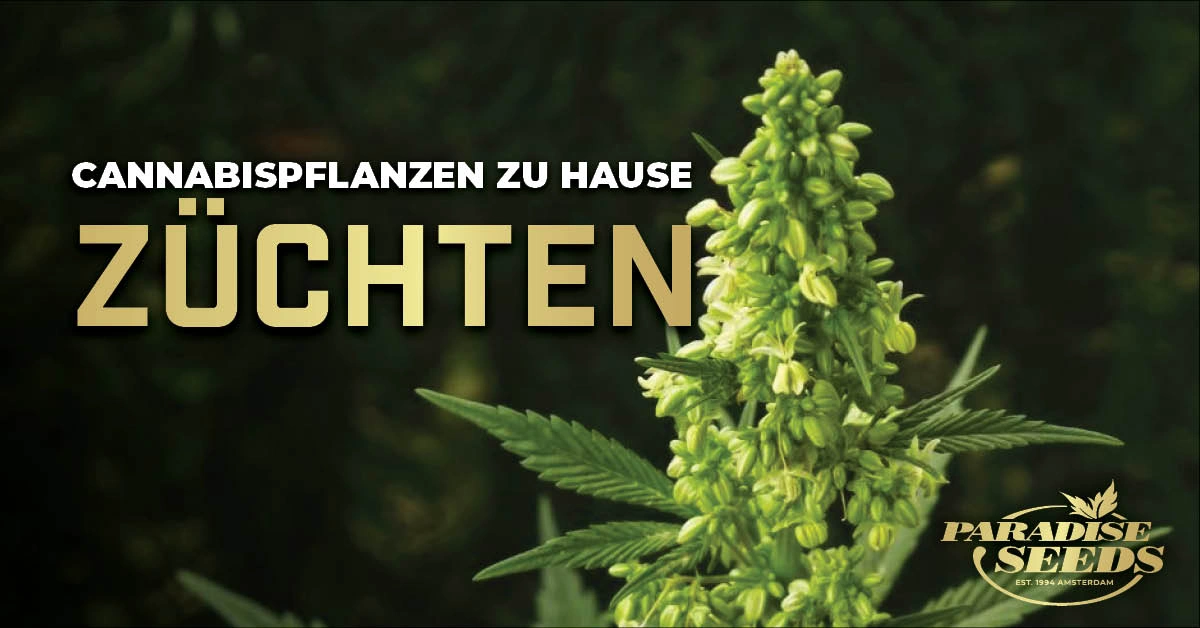 Cannabispflanzen Zu Hause Anbauen