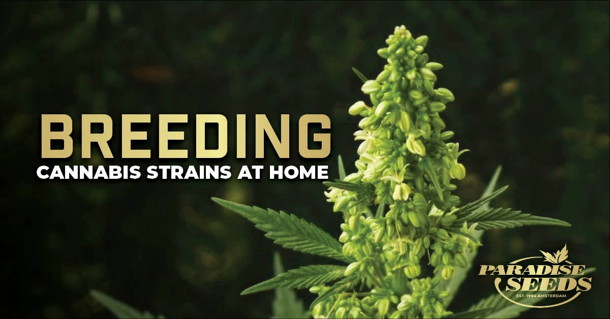 Breeding Cannabis Plants at Home