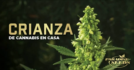 Crianza de cannabis en casa Crianza de cannabis en casa