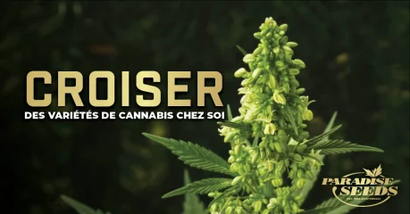 Croiser des variétés de Cannabis chez Soi Croiser des variétés de Cannabis chez Soi