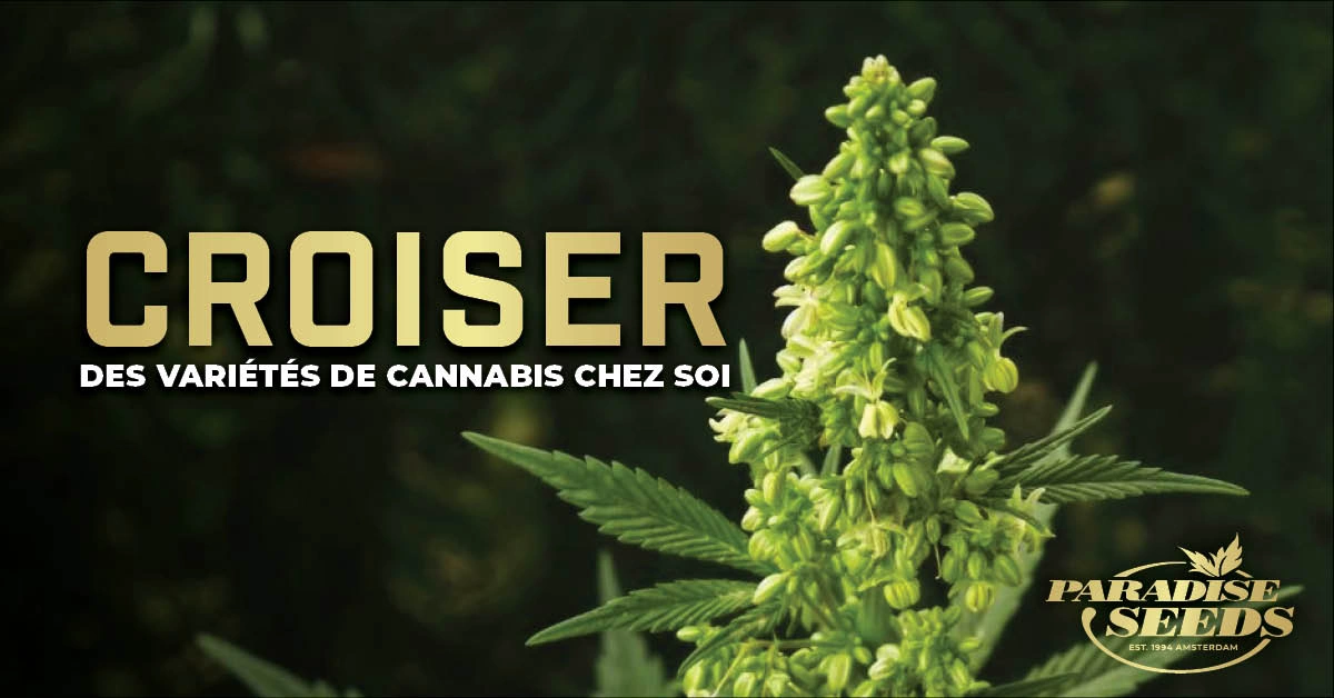 Croiser des variétés de Cannabis chez Soi | Paradise Seeds Webshop