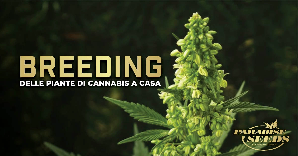 Il Breeding delle piante di cannabis nella coltivazione domestica | Paradise Seeds Webshop