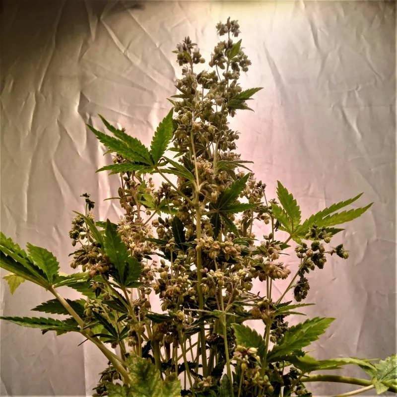 Breeding Cannabis plant indoor with ligth