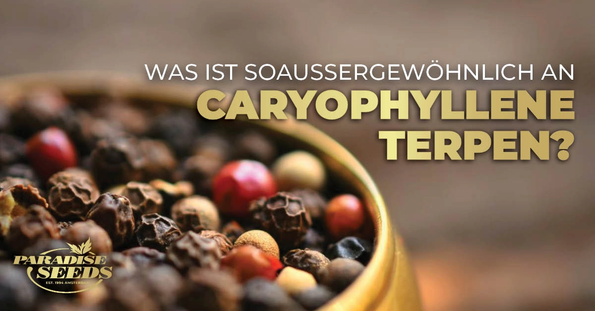 Caryophyllene so außergewöhnlich