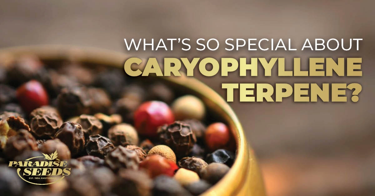 Caryophyllene Terpene blog