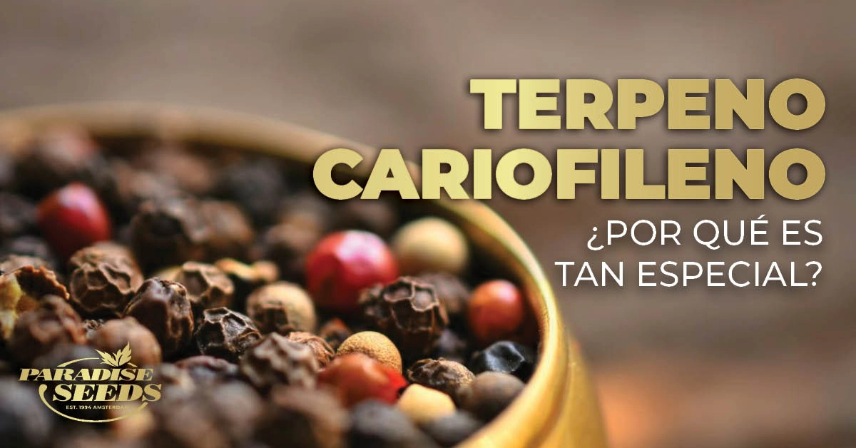 Terpeno cariofileno