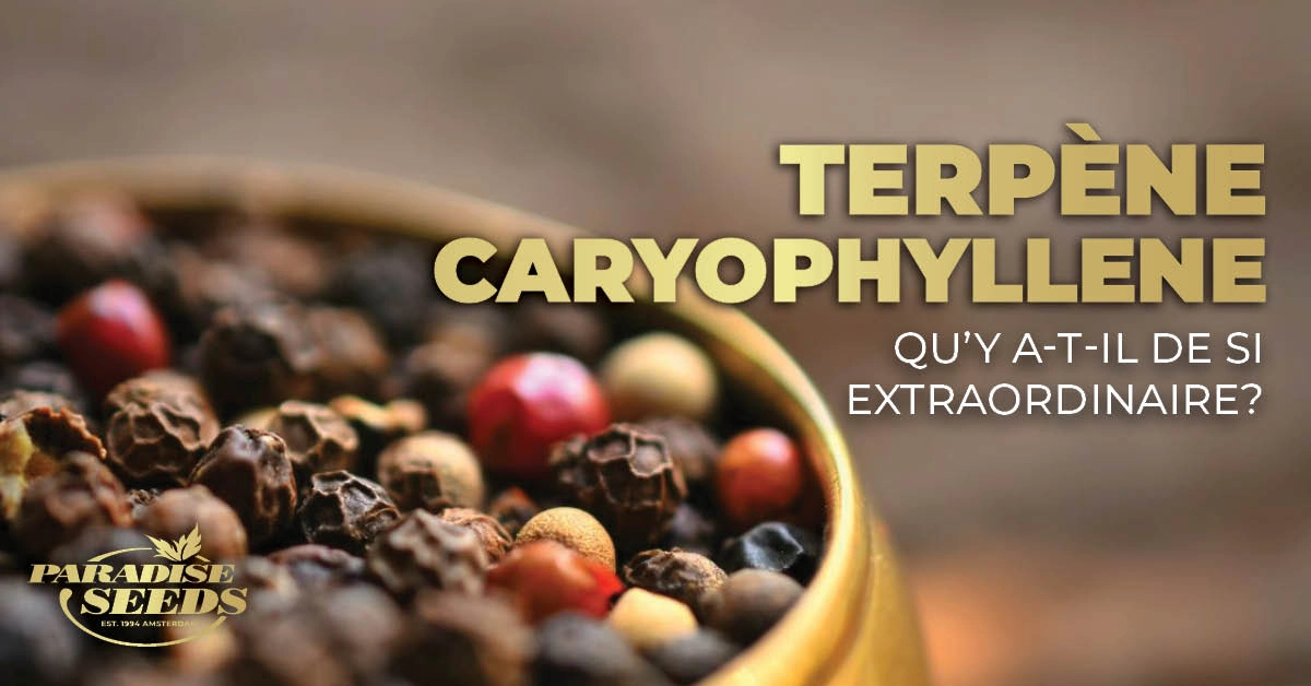 Caryophyllene est un Terpène