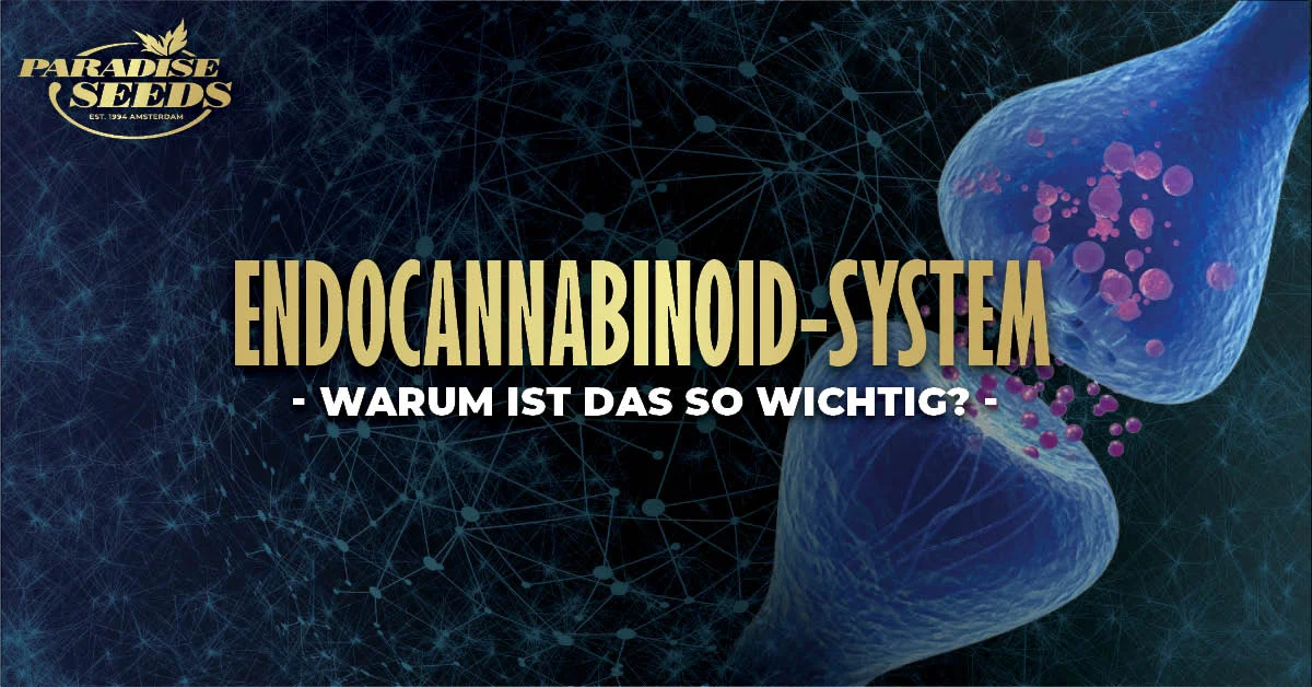 Warum ist das Endocannabinoid-System wichtig? | Paradise Seeds Webshop