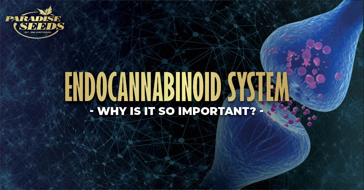 Why is the Endocannabinoid System Important? | Paradise Seeds Webshop