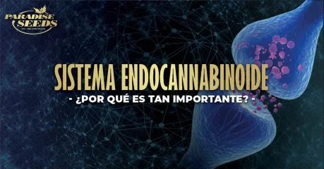 ¿Por qué es importante el sistema endocannabinoide? ¿Por qué es importante el sistema endocannabinoide?