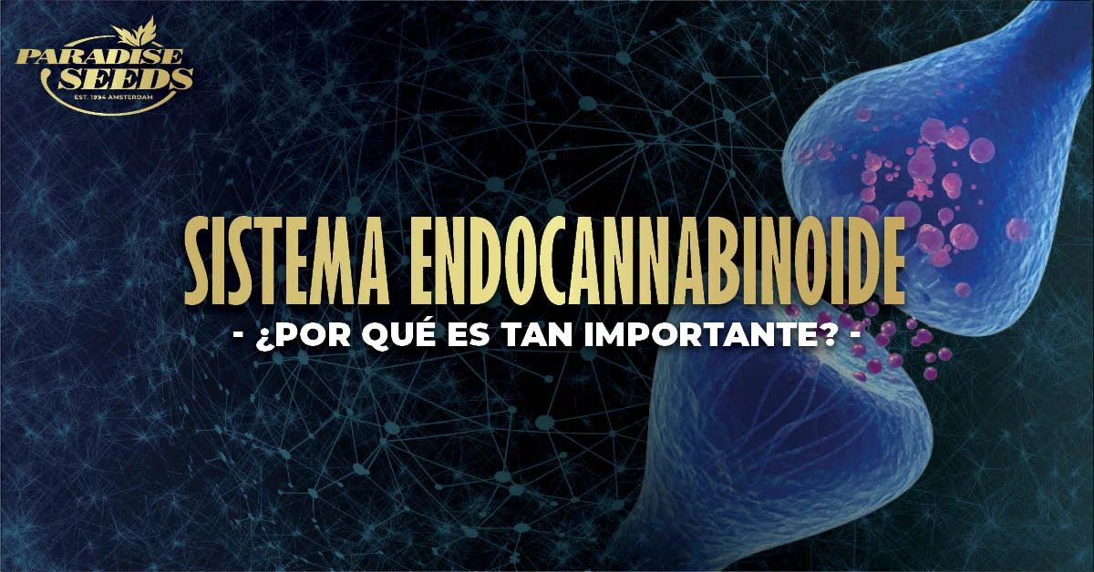 ¿Por qué es importante el sistema endocannabinoide?