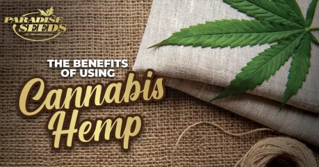 Cannabis hemp blog