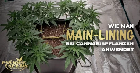 Main-Lining bei Cannabispflanzen anwendet