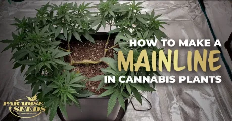 How to make a cannabis plant mainline Cannabis plant mainline