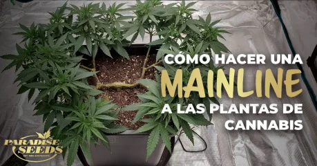 Main-lining a una planta de cannabis