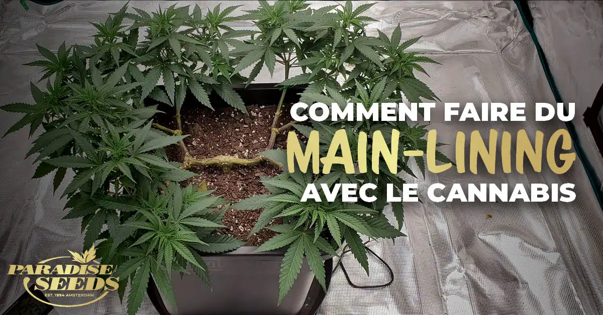 du Main-Lining avec le Cannabis