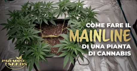 Come applicare il mainline su una pianta di cannabis Mainline su una pianta di cannabis