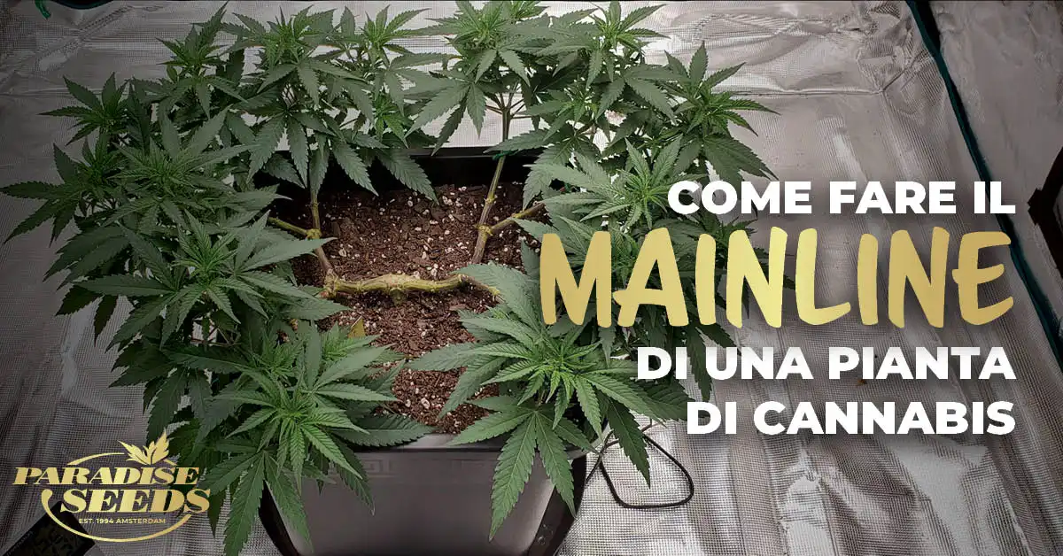 Mainline su una pianta di cannabis