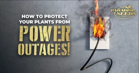 How to protect your weed plants from a power blackout