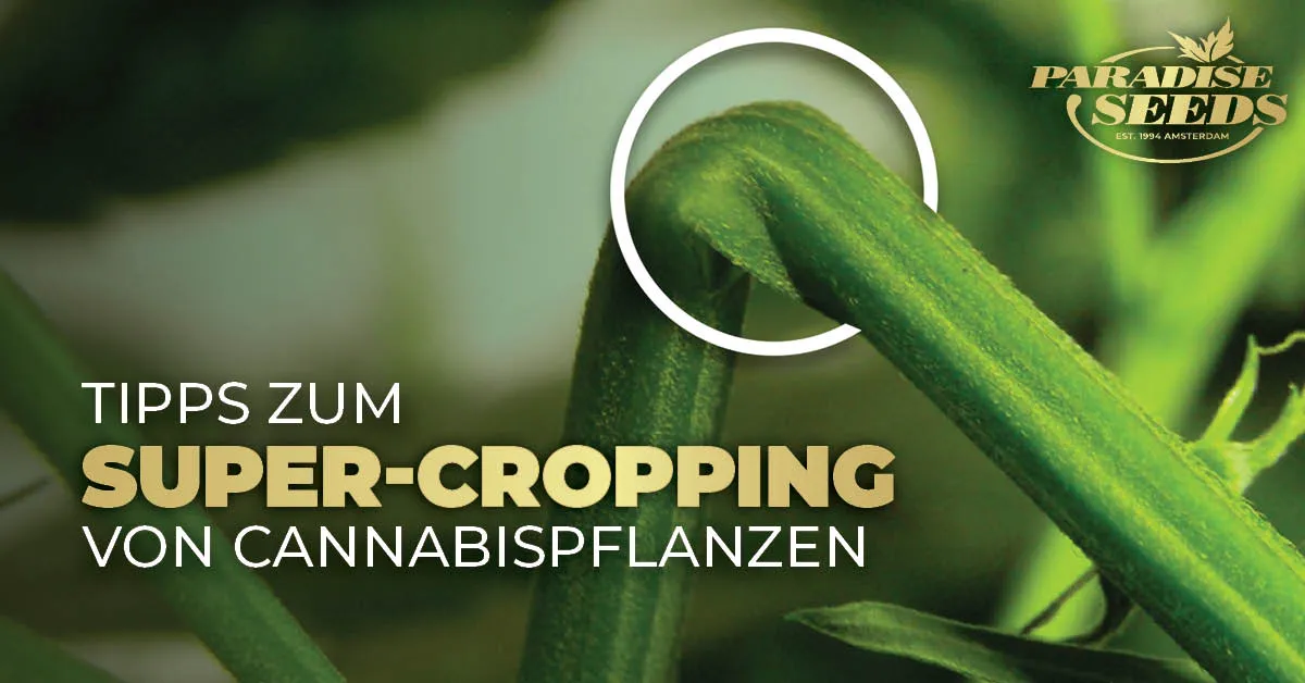 Supercropping von Cannabispflanzen article photo
