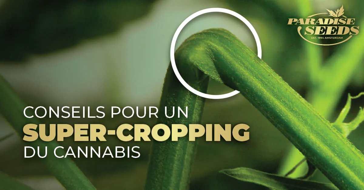 Conseils pour un Super-Cropping du Cannabis article photo