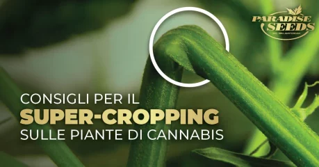 Super-cropping sulle piante di cannabis blog foto