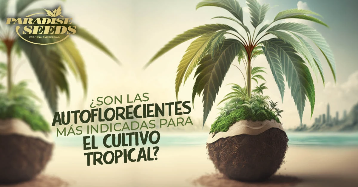 Cultivo exterior en climas tropicales