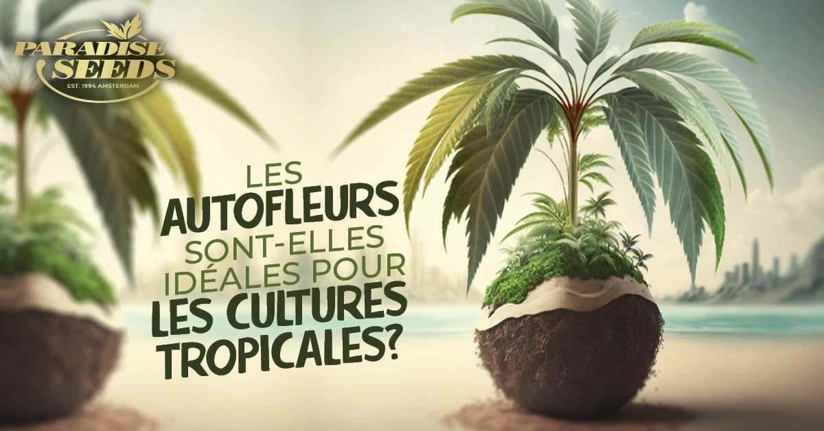 Idéales pour les Cultures Tropicales Outdoor ?