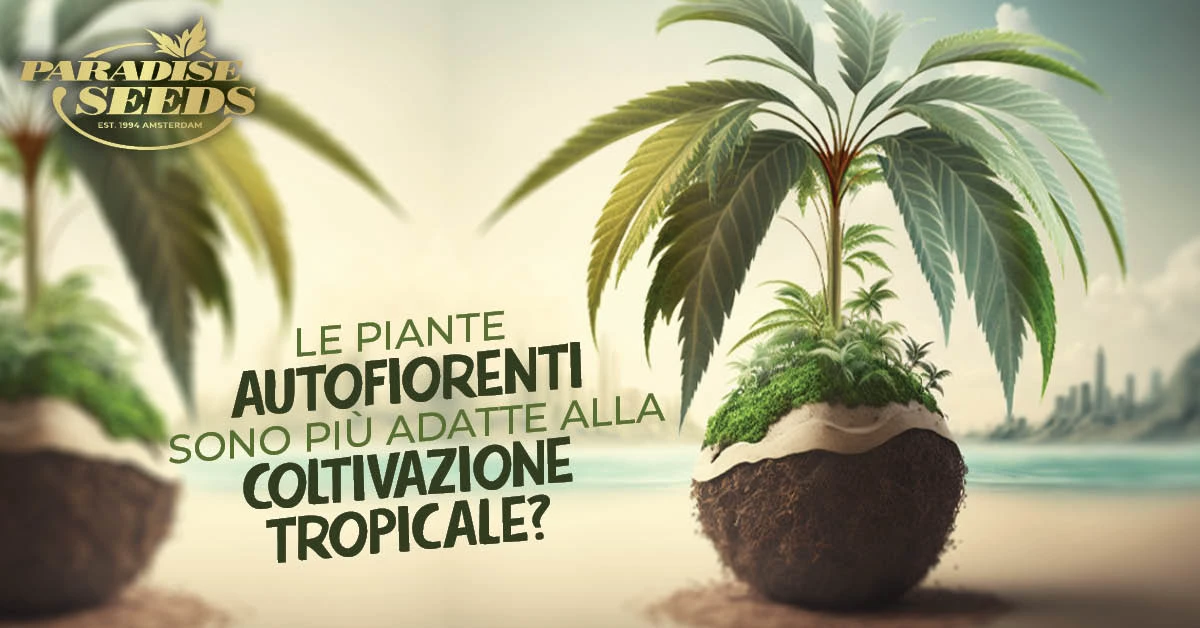 Coltivazione tropicale outdoor