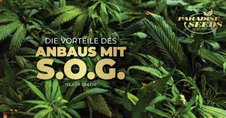 Die Vorteile Der Sea Of Green-Methode Sea of Green-Methode