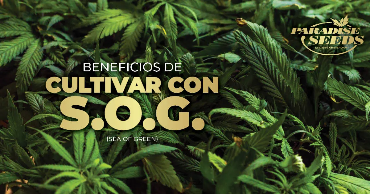 Cultivo de cannabis Sea of Green