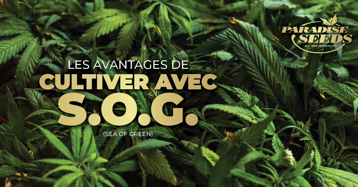 SOG pour le Cannabis