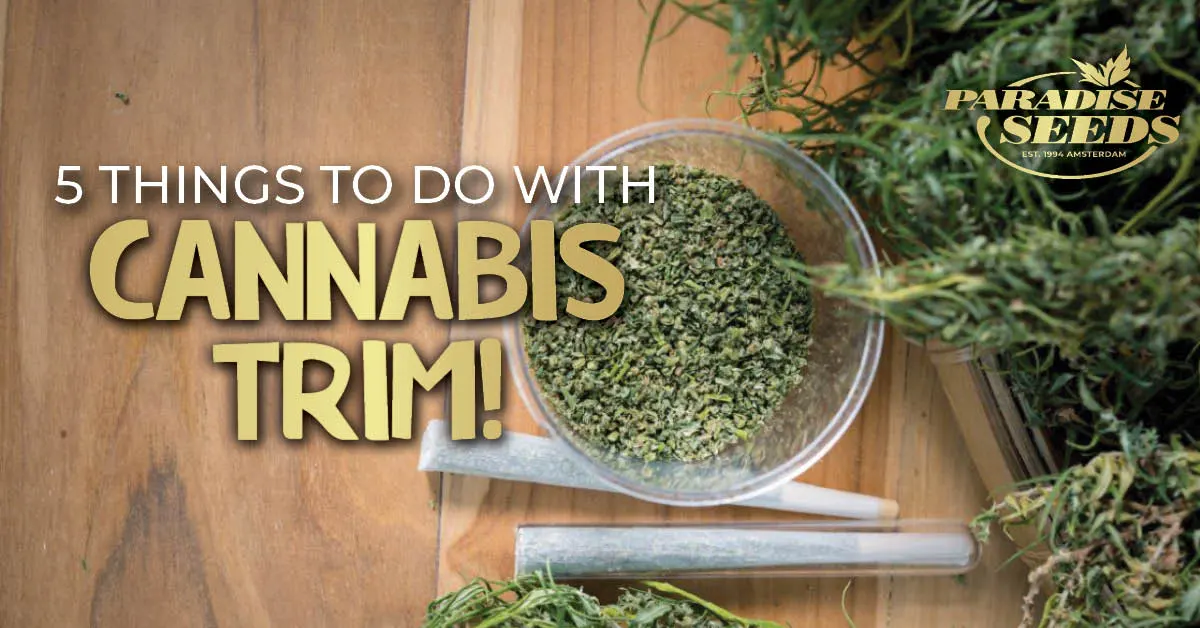 5 Things to do With Your Cannabis Trim