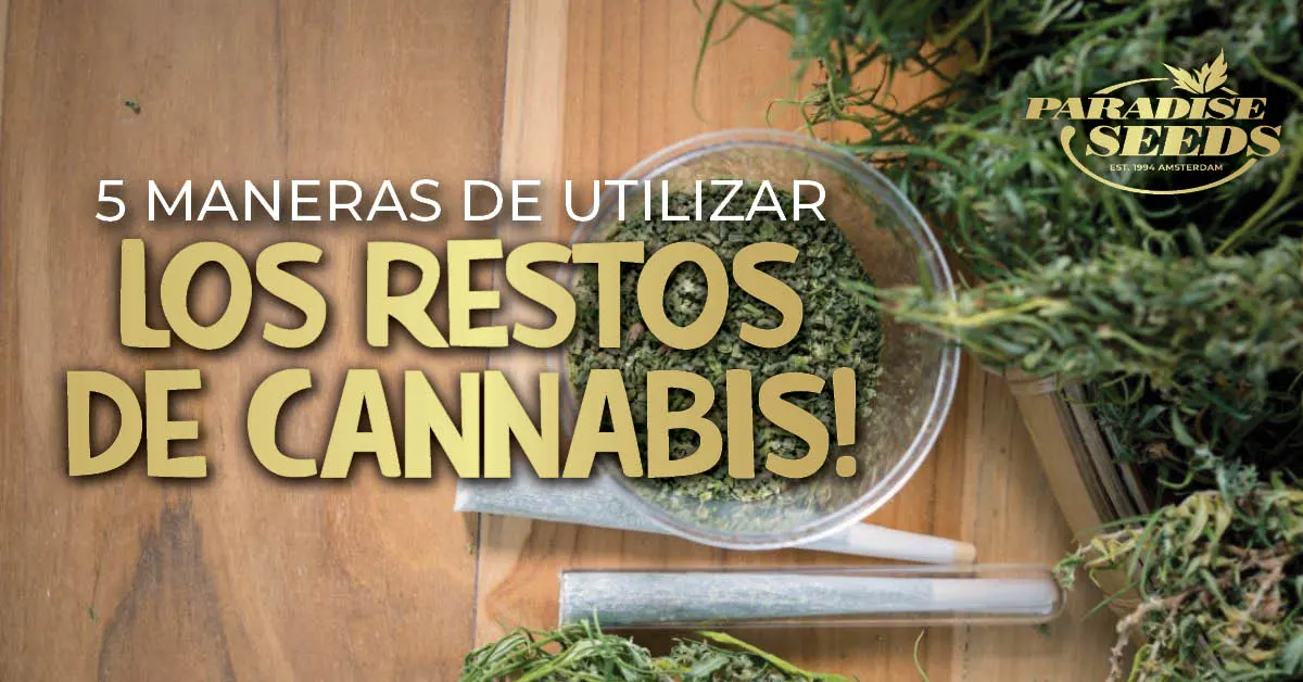 5 cosas que hacer con los restos del manicurado de cannabis