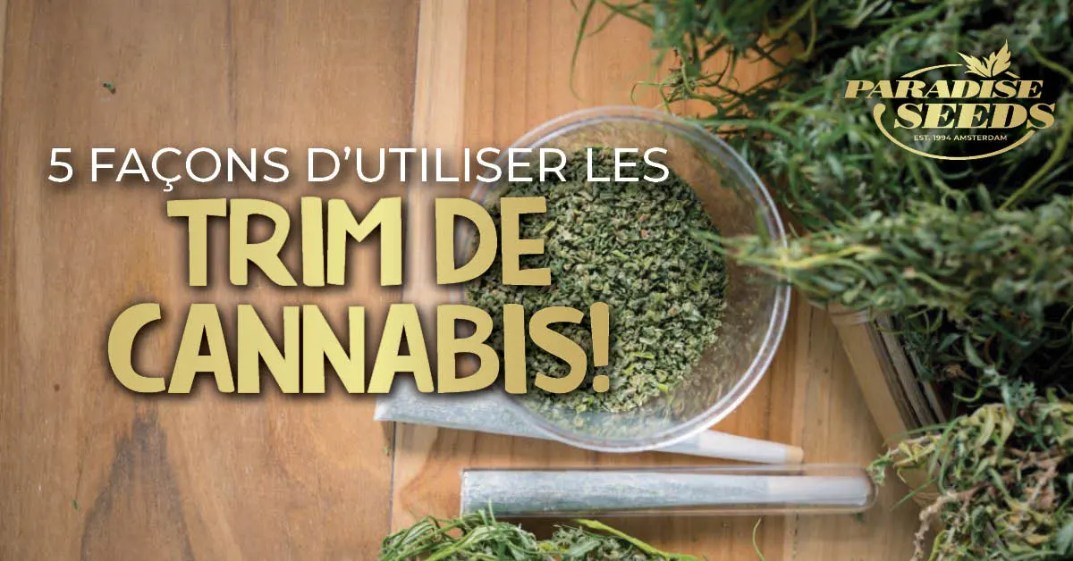 5 Façons d’Utiliser les Trim de Cannabis