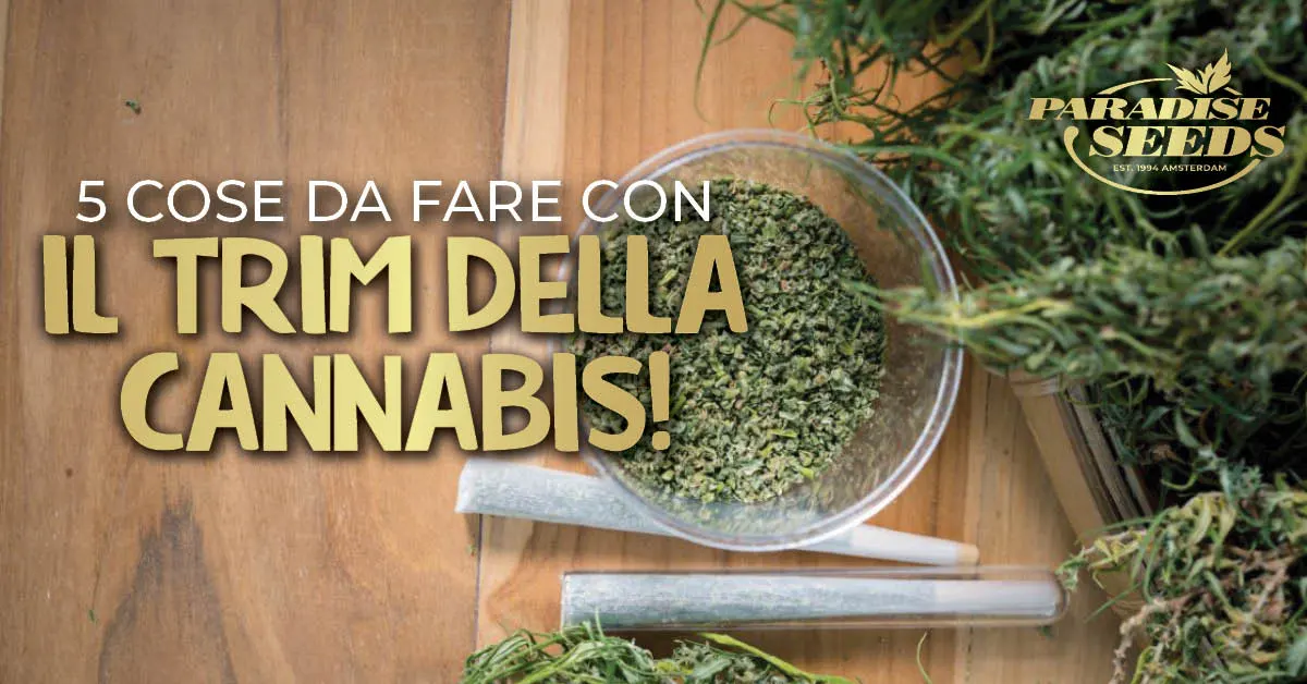 5 cose da fare con i ritagli della cannabis